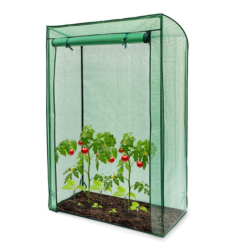 Garden tomato plant - plant, growbag